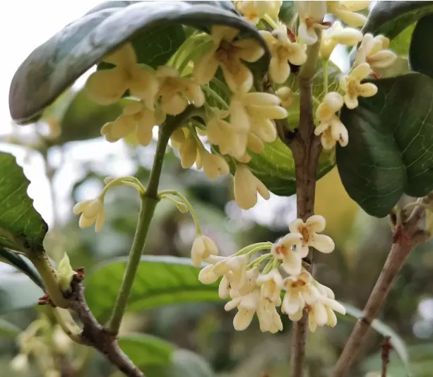 2、丹香什么意思:给财神上香出现供香和丹香怎么理解。应该如何?