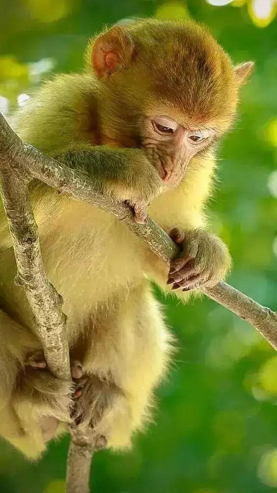 十二生肖的運勢和婚姻，十二生肖今年的婚姻如何