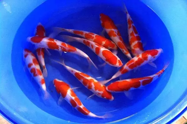 3、家裡養魚養幾條魚旺財:養魚養幾條好，家裡養魚有什麼講究？