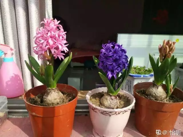 幾月的雞是爛雞，春天出生的雞好不好