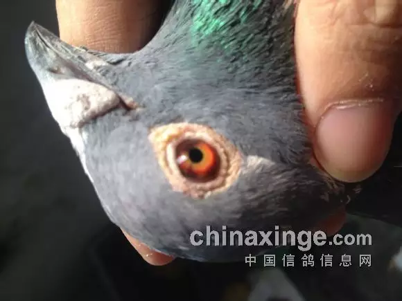 2、眼测试图:关秘的眼,有哪些科学解释吗?