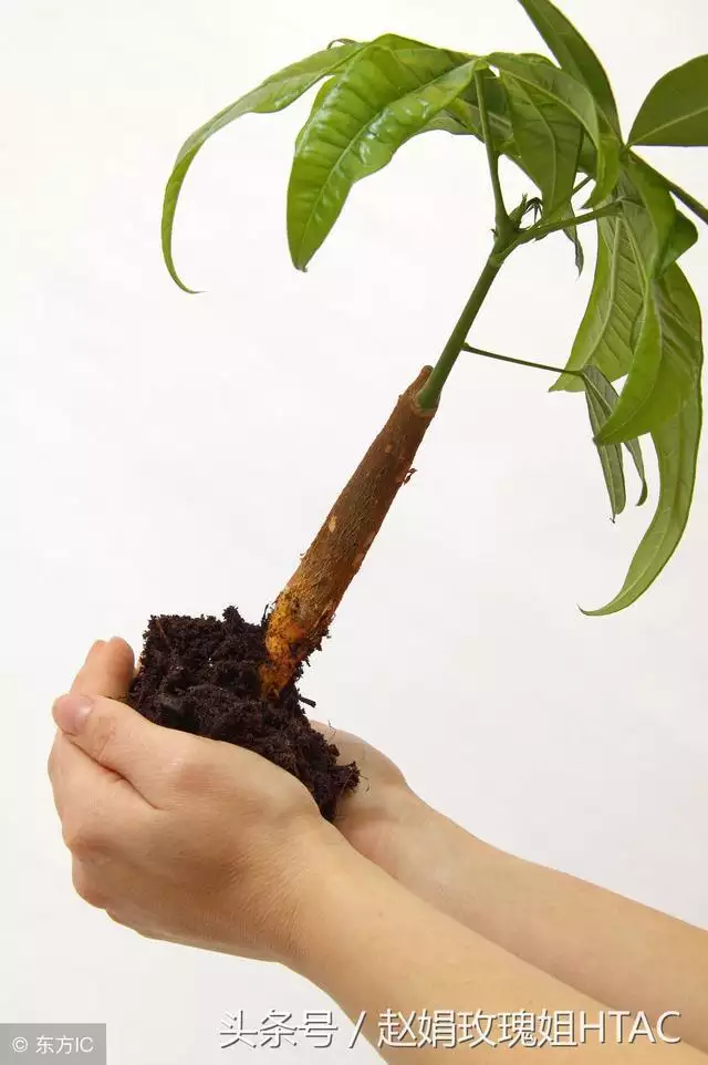 属狗的旺财招财摆件，属猴旺财的摆件