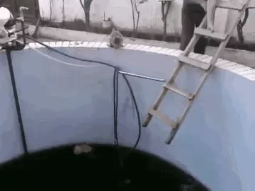 屬猴的和屬虎的相差幾歲，男猴子大女虎6歲