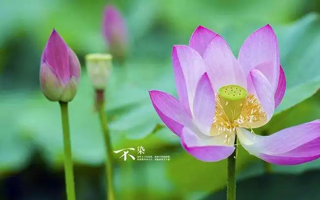 979年屬羊桃花貴人，79年屬羊人終身的三大坎"