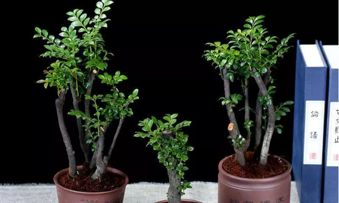 4、一把香中间黑图解大全:大把香烧起中间黑色的是什么意思