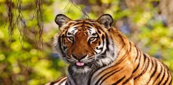 包含2020属虎人全年运势的词条