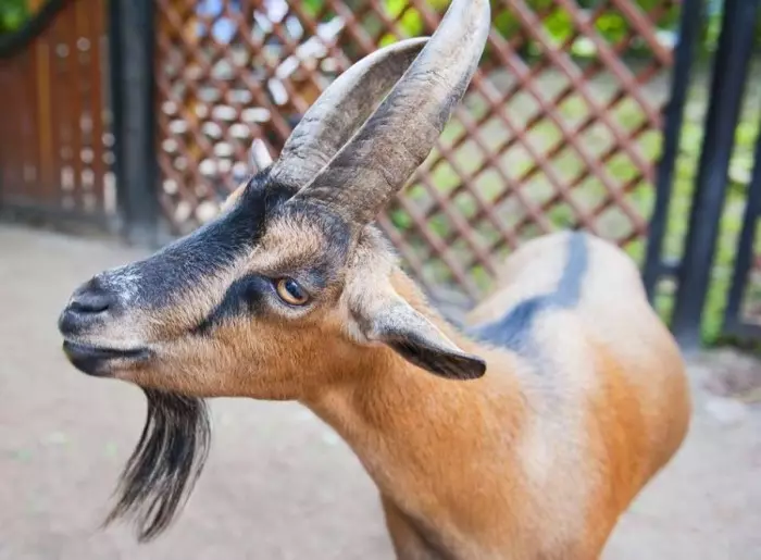 0后屬羊的是哪一年,屬羊的今年多大2022