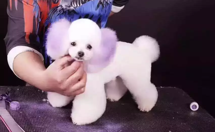 3、92猴94狗八字怎么样:92猴女与94狗男婚姻运势怎么样?