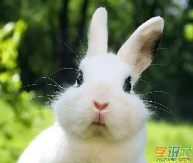 3、属兔的犯克属相:属兔的与什么属相相克