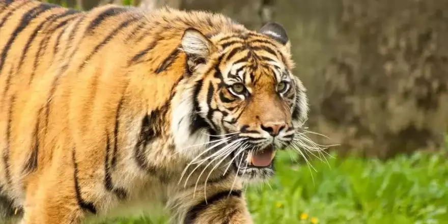 5、鼠兔相刑利害生是什麼生肖:鼠兔相刑利害生猜一生肖。刑中有木生可旺是什麼意思。