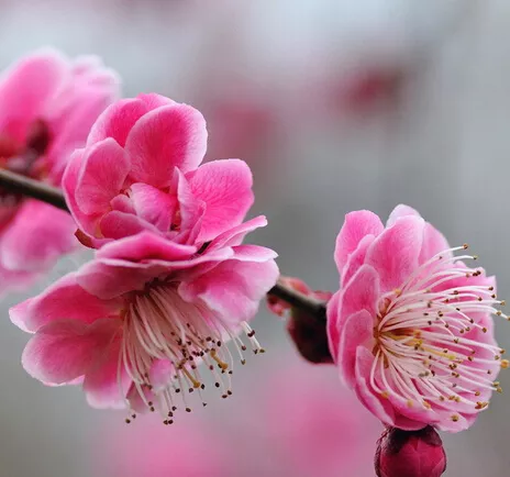 2、夫人命中帶桃花是什麼生肖:命帶桃花的生肖