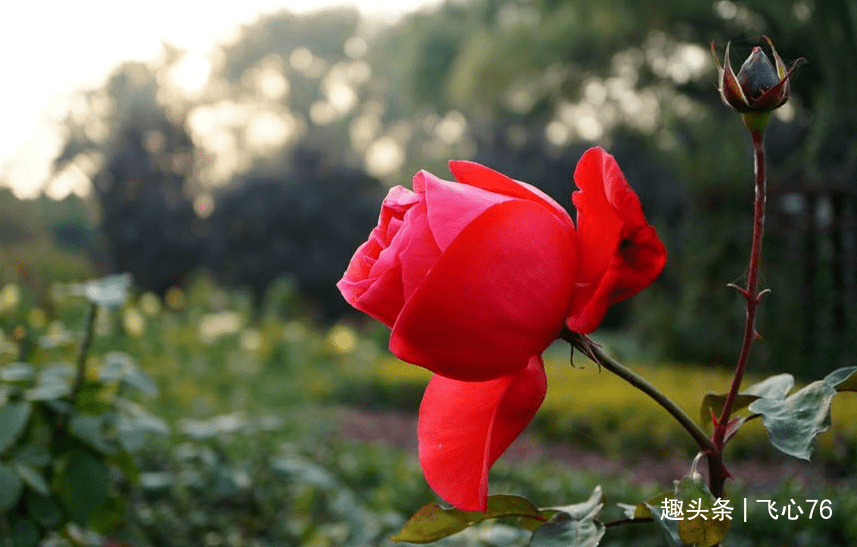 1、属狗的不能找什么属相的配偶:属狗男和什么属相的女性结婚最合适