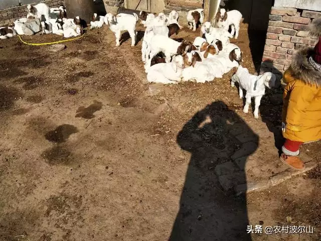 9歲羊死定了,出軌就死定了"