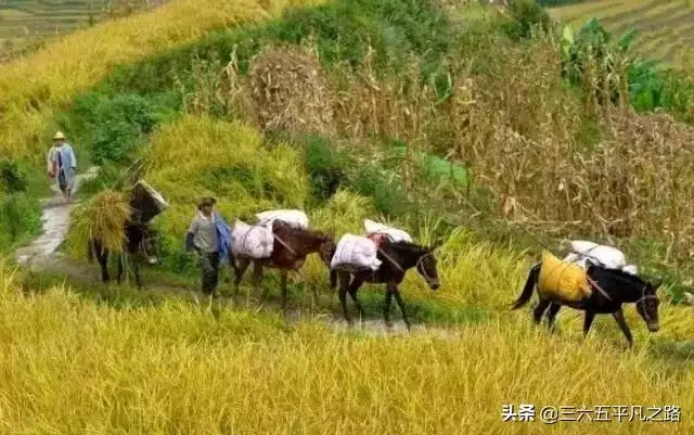 寅辰年是哪一年属什么 寅辰年是哪一年属什么