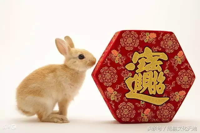 022年兔人运程1987，87年属兔后半生婚姻"