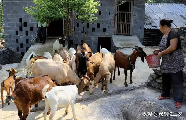 3牛79羊相配是絕命，牛羊結婚真的會剋死嗎"