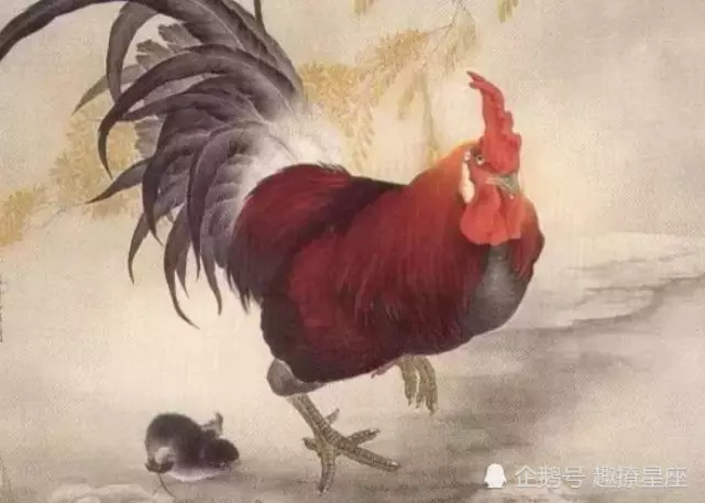 2、81年属鸡跟什么属相相配:八一年属鸡跟什么最配
