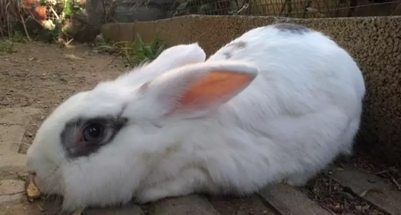 4、年幾月份的兔寶寶**命:年犬媽媽和犬爸爸生幾月份的兔寶寶**？