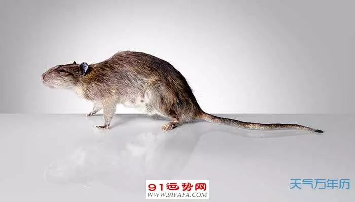 7、72年属鼠一生运势:年属鼠二月初八生的一生命运