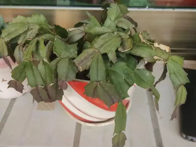 幾月的雞是爛雞，春天出生的雞好不好