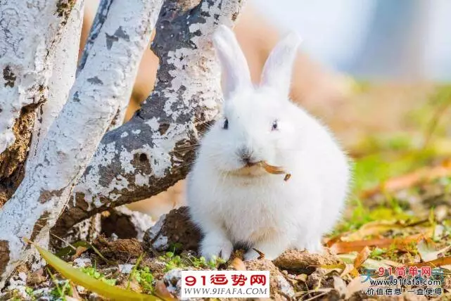 1、年属兔命中三劫:87年属兔五行是什么命?