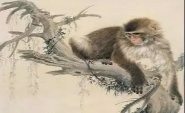 4、屬猴今年會必須死年屬猴:屬猴的壽命死於幾月
