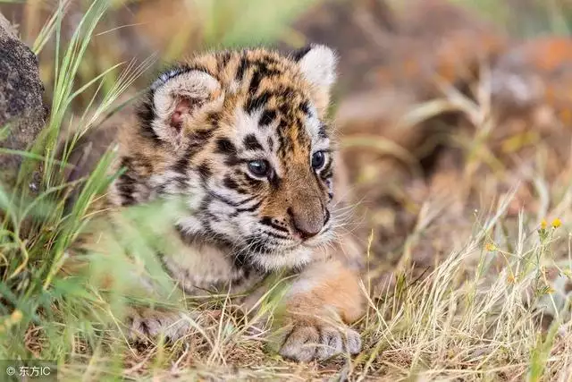 2年属虎的今天财运怎么样,66年属马今天财运方位"