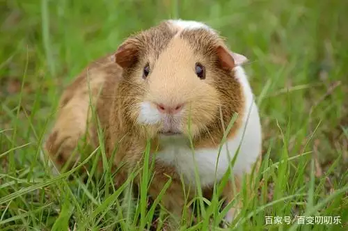 984年屬鼠一生運勢女,1984女鼠和1979男羊"