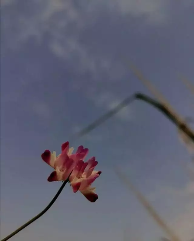 4年屬狗是啥命，1994屬狗人是什麼命"