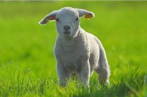 屬羊的都是哪些年出生的,屬羊人2022 年全年運勢