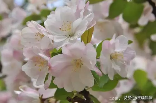 屬羊最富貴的出生時辰67年分,屬羊哪天出生更好命