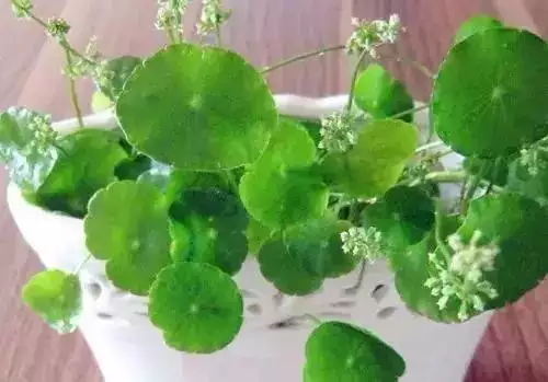 屬羊的發財方位在哪，79年屬羊42歲有桃花運