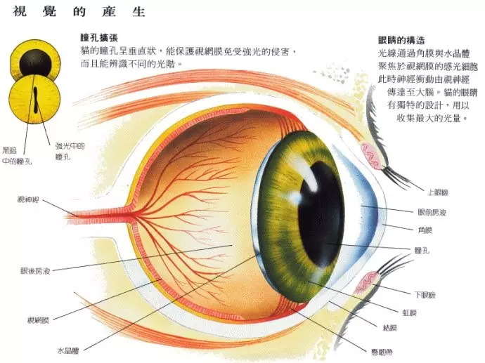 2、怎样判断自己阳眼:我对眼很好奇，请教怎么做才有眼