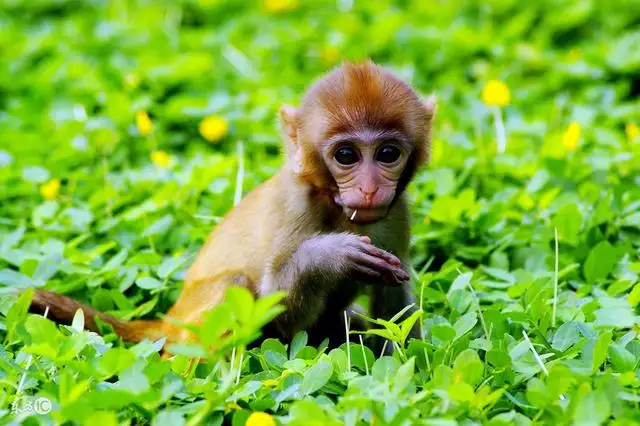 屬猴的偏財運在哪個方向，2022 屬猴的運勢和財運