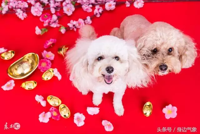 男狗女兔的婚姻與財運，男狗女馬屬相結婚合適嗎