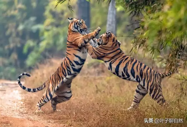 虎婚配更佳生肖，生肖虎的更佳配偶
