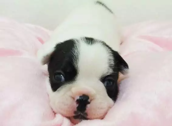 羊的一生有三坎,屬羊今年有個坎