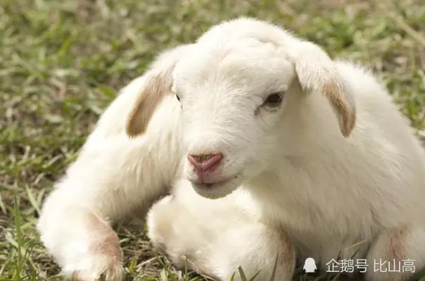 6歲羊是哪年生的，今年六十六歲屬什麼生肖"