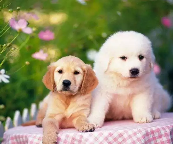 982年屬狗女一生運勢,82年狗2022