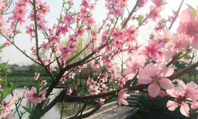 9年屬羊女一生富貴，屬羊人2022