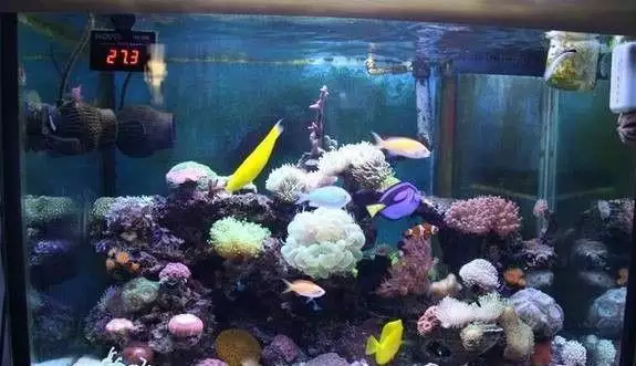 羊在風水中代表什麼，羊代表什麼象徵意義