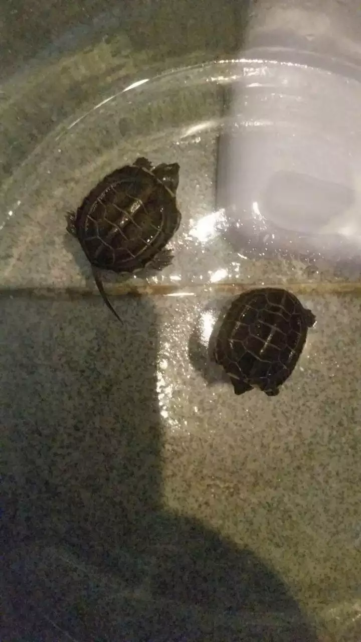 3、家裡養龜十大禁忌:請問 家裡養烏龜有好處還是壞處