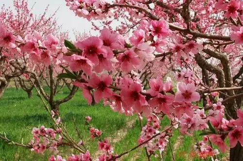 2、八字里最厲害的桃花:八字中的桃花究竟好不好