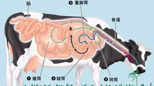 兩個屬羊的生牛寶寶好不好，屬羊生牛寶寶