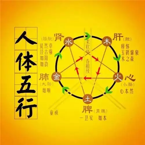 五行对应的脏腑:人体各个排时间表?