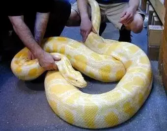 4、5種徵兆要發財夢見蛇:為什麼說做夢夢到蛇可能會發財？