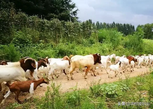 羊和羊生什麼寶寶更好，虎年出生的寶寶起名
