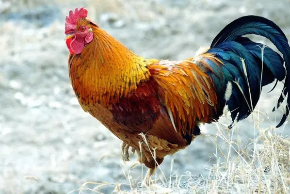 3、年屬雞人最難熬年齡:81年屬雞轉大運年齡