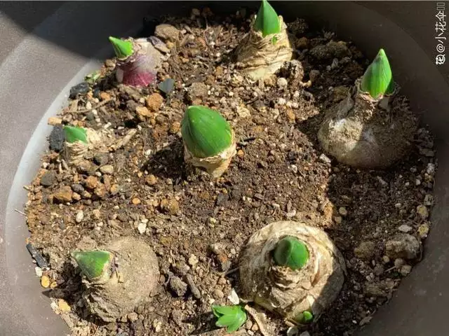 幾月的雞是爛雞，春天出生的雞好不好