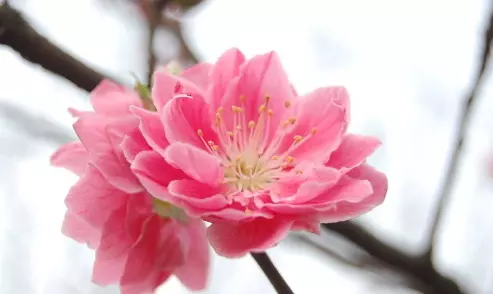 4、夫人命中帶桃花是什麼生肖:夫人命中帶桃花生肖